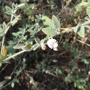 lotus purshianus